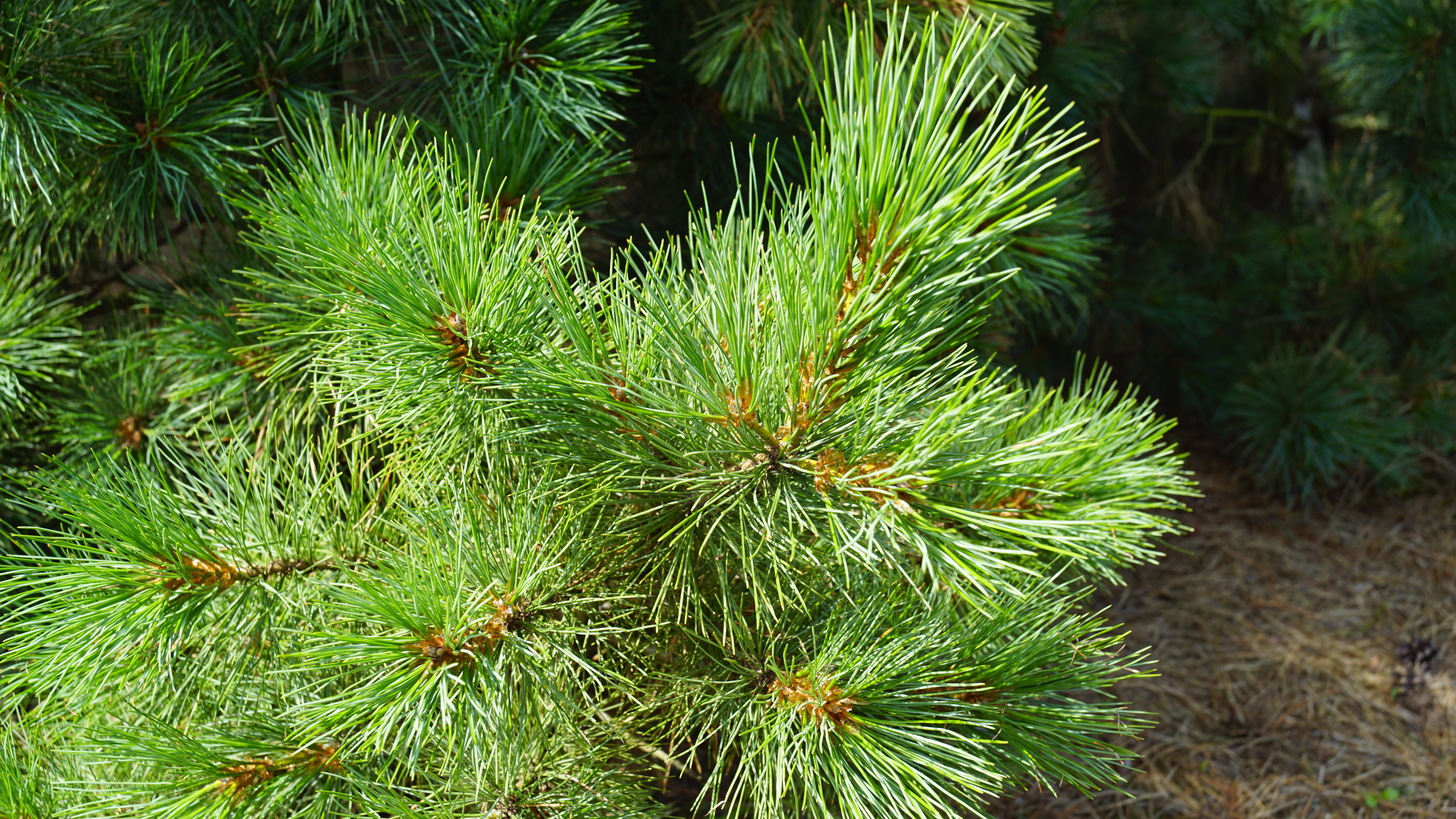 Pinus peuce (4)-1